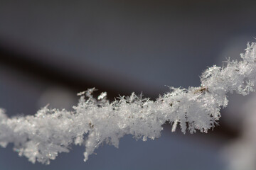 寒い冬の朝の木の枝に付いた霧氷
