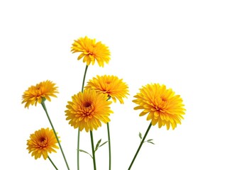 Obraz premium Bright yellow chrysanthemum flowers against a pure white background, garden, white