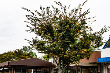 バス旅行での秋の風景・日本