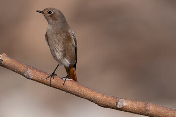 Female black redstart perched on a dry branch of tree. Birds with brown gray and orange colors. Real photography in natural environment. Phoenicurus ochruros.