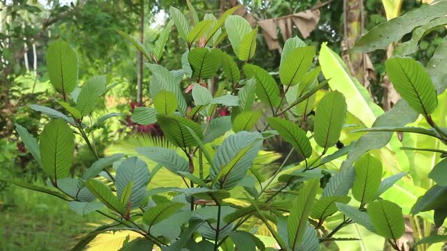 Kratom plant or mitragyna speciosa uncultivated