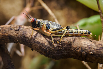 Omnivorous locust in detail in a terrarium.
