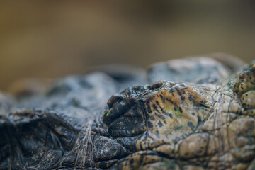 Detail of the spine of a crocodile.
