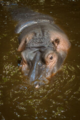 A hippopotamus in murky water with its mouth submerged.
