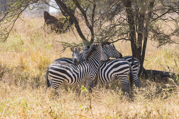 タンザニアのタランギレ国立公園のシマウマ