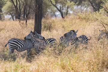 タンザニアのキリマンジャロ登山