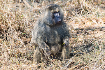 タンザニアのタランギレ国立公園のオリーブバブーン
