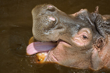 A hippopotamus in murky water with its mouth open tastes the water with its tongue.
