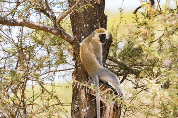 タンザニアのタランギレ国立公園のベルベットモンキー