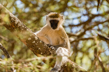 タンザニアのタランギレ国立公園のベルベットモンキー