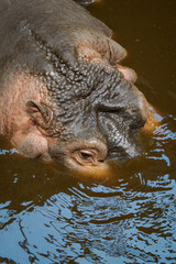 A hippopotamus in murky water with its mouth submerged.
