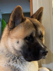 American Akita dog portrait of head looking alert.