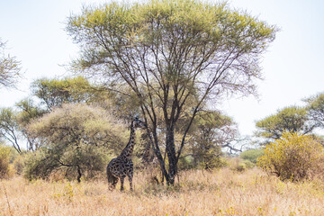 タンザニアのタランギレ国立公園のアミメキリン