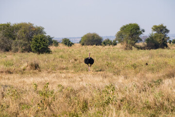 タンザニアのタランギレ国立公園のダチョウ