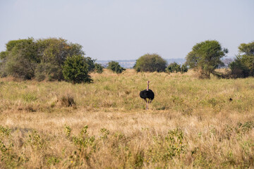 Obraz premium タンザニアのタランギレ国立公園のダチョウ