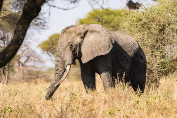 Obraz premium タンザニアのタランギレ国立公園のアフリカゾウ