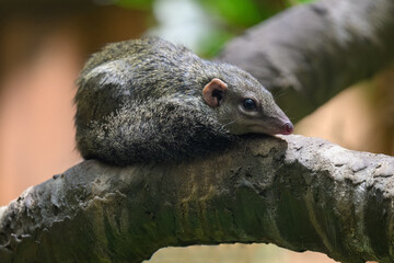 Northern Tana on a branch in detail.

