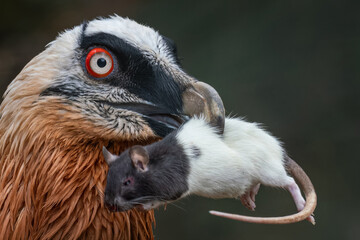 A bearded vulture with a dead bicolor rat in its beak.
