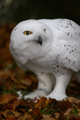 Snowy owl on the ground in autumn leaves.
