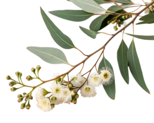 Eucalyptus branch with flowers isolated on white background as transparent. PNG. AI GENERATED.