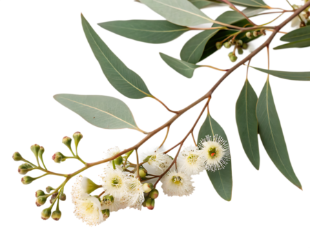 Eucalyptus branch with flowers isolated on white background as transparent. PNG. AI GENERATED.