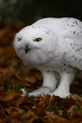 Snowy owl on the ground in autumn leaves.
