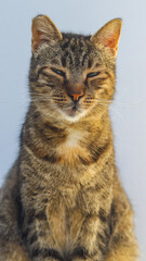 Closeup de um lindo gato grego com pelo colorido, capturado em detalhes que realçam sua beleza, olhar cativante e charme característico da Grécia