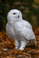 Snowy owl on the ground in autumn leaves.
