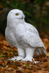 Obraz premium Snowy owl on the ground in autumn leaves. 