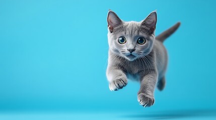Fototapeta premium Playful cat leaping in bright blue background lifestyle animals