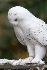Snowy owl with a dead white mouse on a tree stump.
