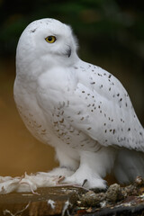 Snowy owl with a dead white mouse on a tree stump.
