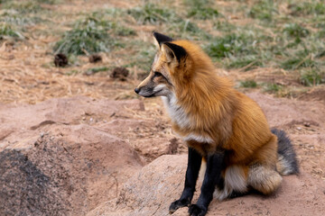 red fox in the wild