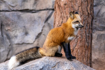 red fox sitting