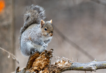 Adorable gray squirrel resting on a weathered branch, showcasing its fluffy tail and curious gaze....