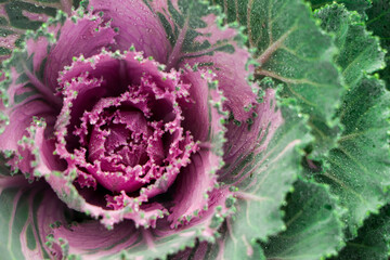 Close up view of kale cabbage leaves. Vegetables healthy food background