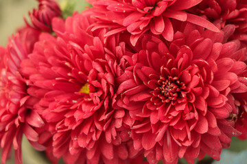 Pink Chrysanthemums in the autumn garden .Background of many small pink flowers of Chrysanthemum. Beautiful autumn flower background. Chrysanthemums Flowers blooming in garden