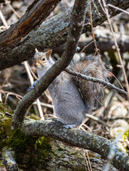 A gray squirrel nestled among tree branches, looking alert and curious. A beautiful moment capturing woodland wildlife in its natural habitat.