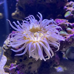 A Beautiful Anemone Thriving in a Saltwater Tank, Displaying Vibrant Colors and Graceful Movement in Its Natural Aquatic Environment