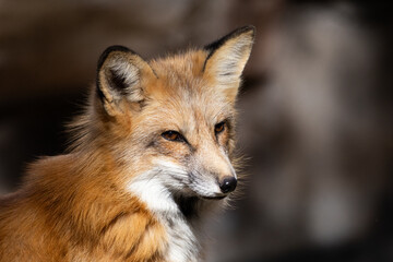 red fox portrait