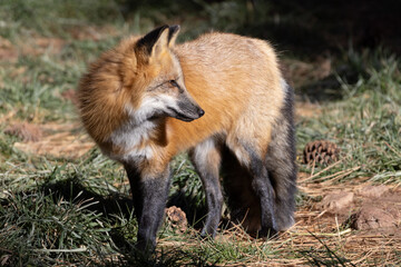 red fox in the woods