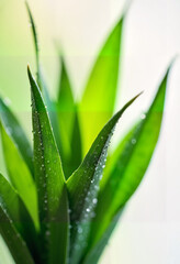 Obraz premium Lush green plant soaking in morning light with glistening droplets