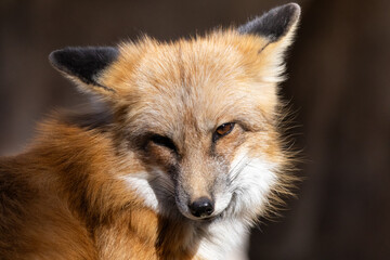red fox vulpes