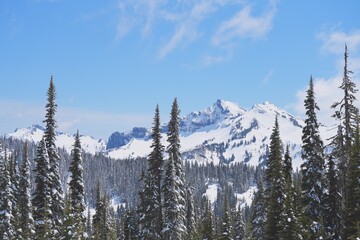 snow covered trees