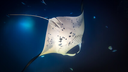 Manta Ray