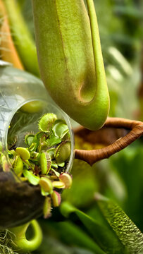 green tree python