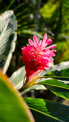 red and yellow flower