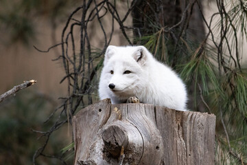 artic fox in the woods