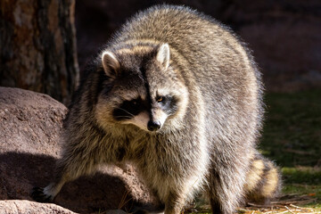 close up of a raccoon