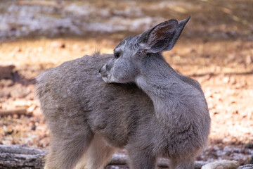 mule deer baby 